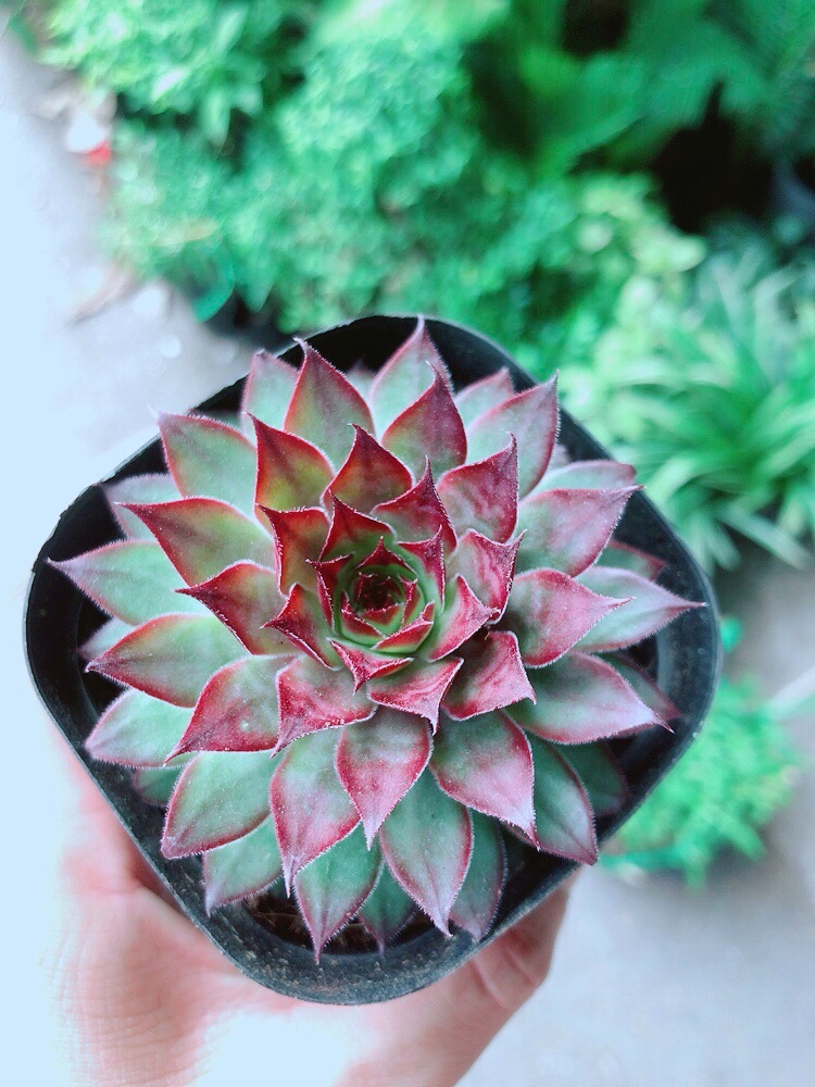 Phật Bà Đỏ