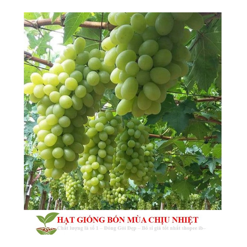 131A Hạt Giống Nho Muscat Xanh 10 Hạt