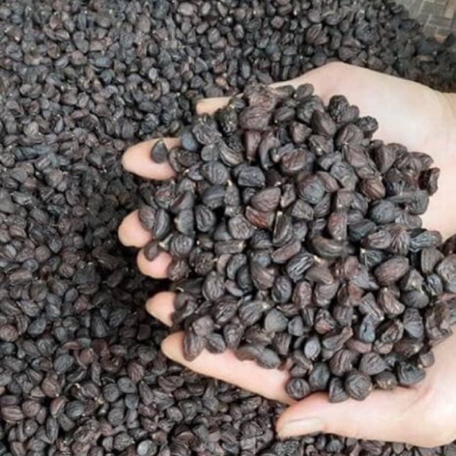 sỉ toàn quốc 100g hạt dổi nếp rừng