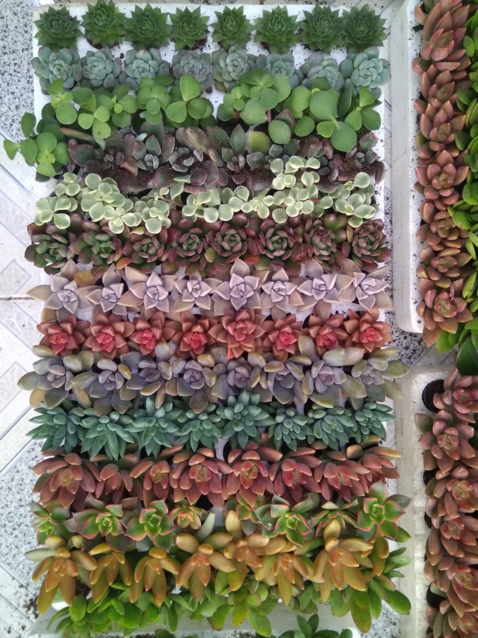 Combo 30 cây sen vỉ (14-20 loại) size vỉ 3-4cm