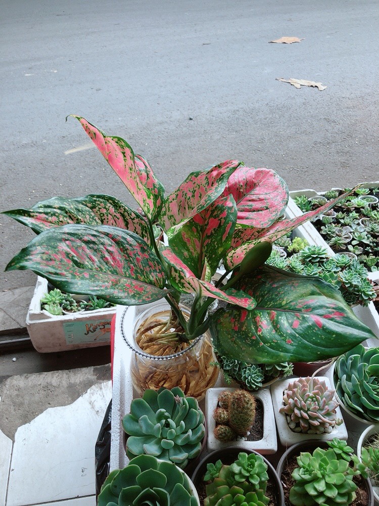Cây Vạn Lộc Thủy Sinh