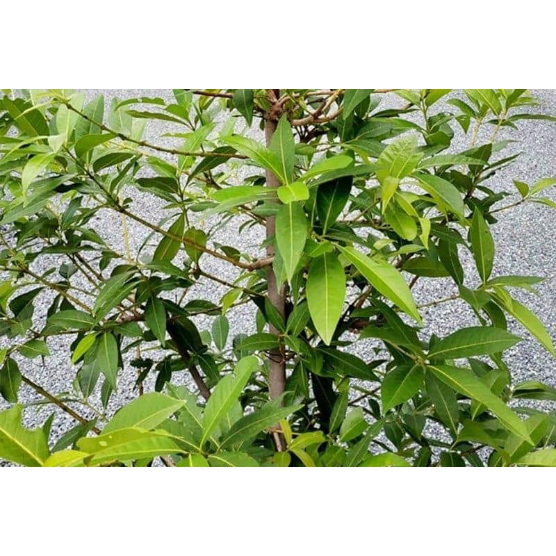 cây lá vối nếp giống