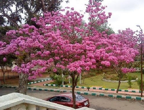 "Gói 5 Hạt " Hạt Giống Cây Hoa Phong Linh Tím