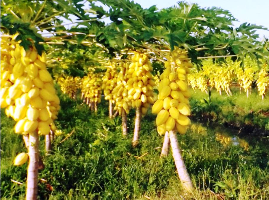 Hạt giống Đu đủ vàng