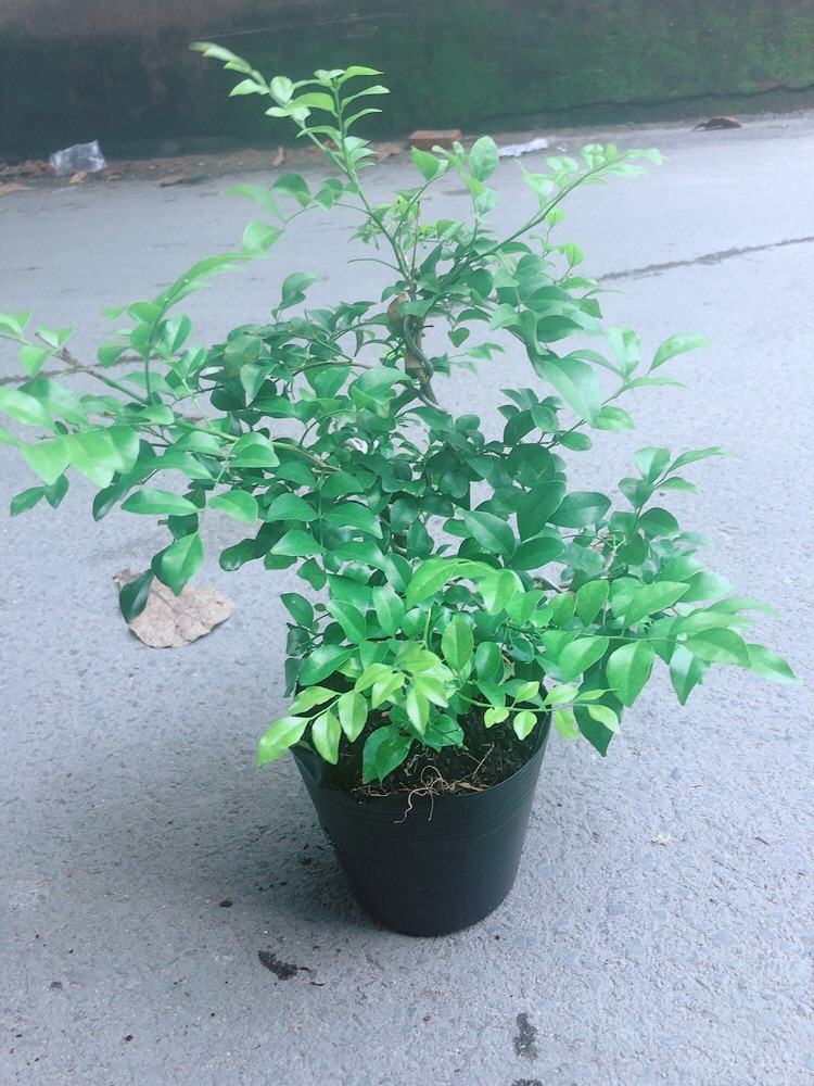Cây Nguyệt Quế Bonsai