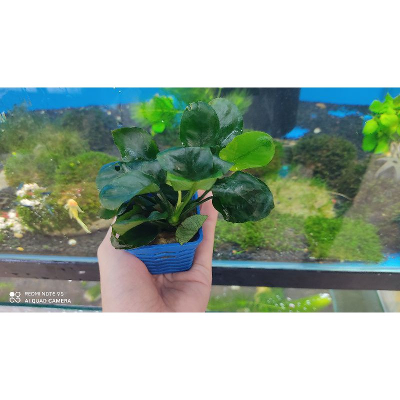 Cây ráy lá tròn- Cây thủy sinh- Ráy gắn vào lũa, đá, bonsai