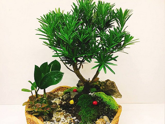 Cây tùng la hán giống cao 30cm