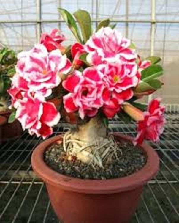 Cây Hoa sứ thái kép nhiều màu