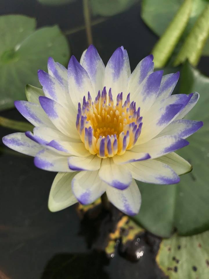 Combo 5 củ hoa súng thái mini đủ màu - cstmn