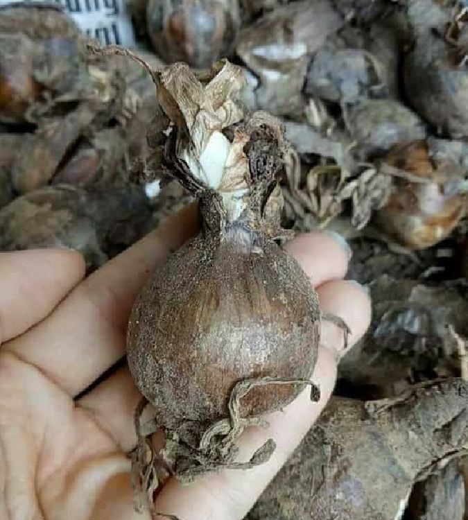 Củ giống hoa bỉ ngạn hoa màu vàng ( 1 củ + 1 viên nén xơ dừa ươm củ )