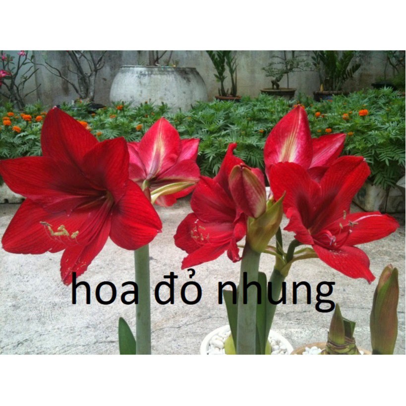 Củ hoa huệ tây( đỏ nhung ) gửi củ như hình 3