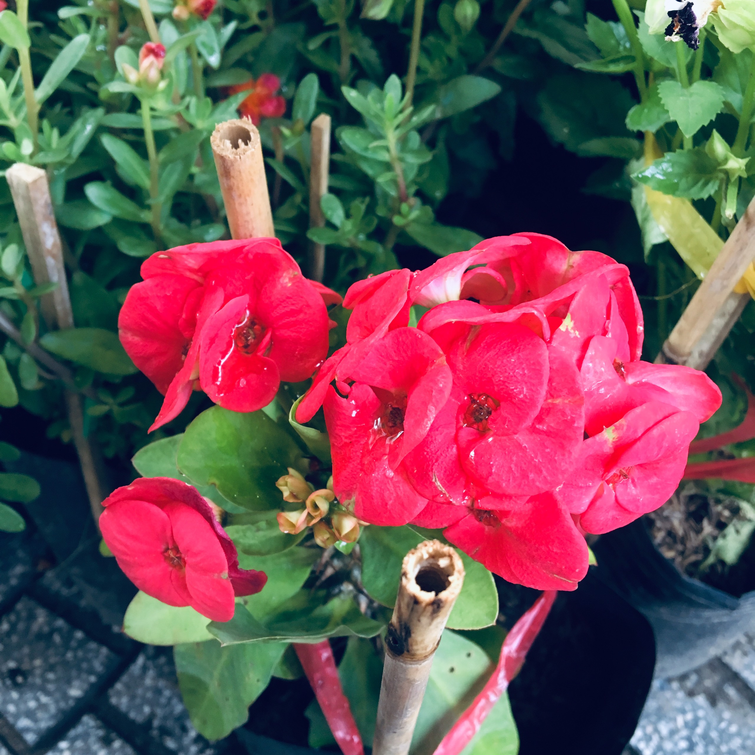 XƯƠNG RỒNG BÁT TIÊN HOA ĐỎ