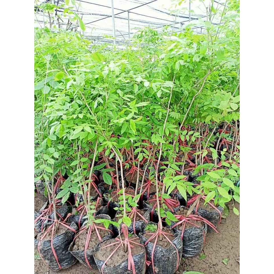 ( MỚI VỀ ) (GIÁ SỈ) CÂY GIỐNG HOA TỬ ĐẰNG