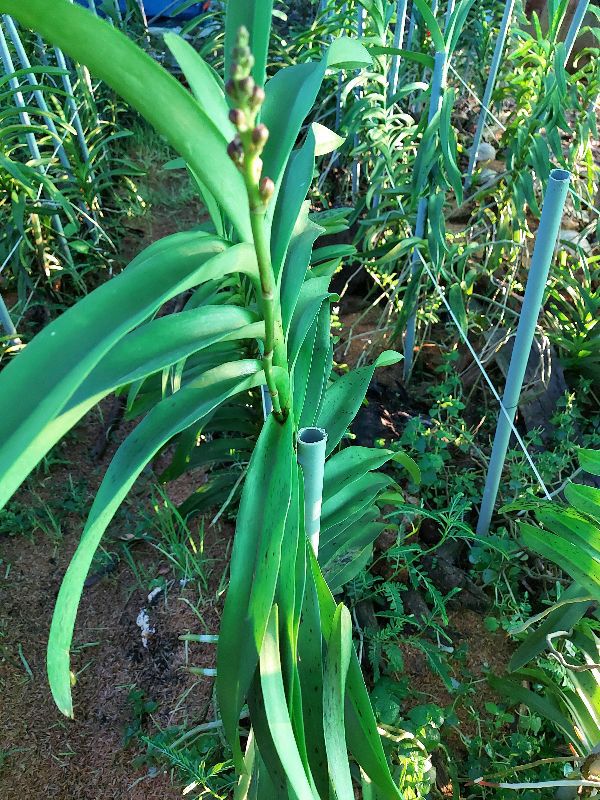 Combo 2 cây mokara đang nụ cao 60 70cm