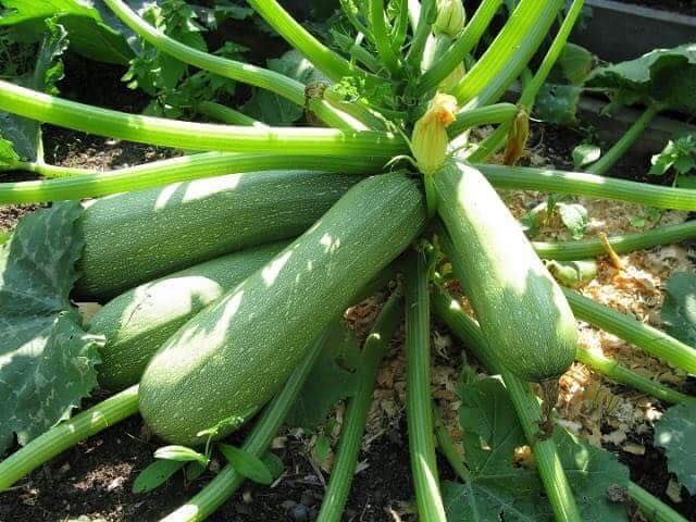 [Lấy mã giảm thêm 30%] Gói Hạt Giống Bí Zucchini (Bí Ngòi Xanh)