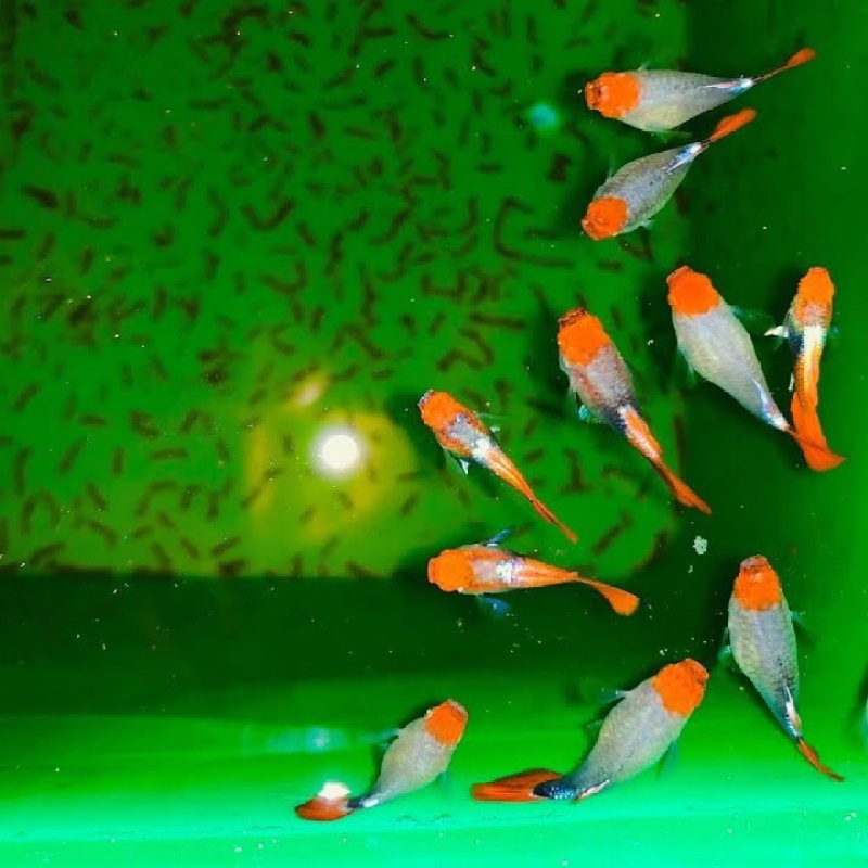 1 Bộ trang trí Koi Đen Super Short + Tặng kèm thùng xốp chống thấm 30x20x10