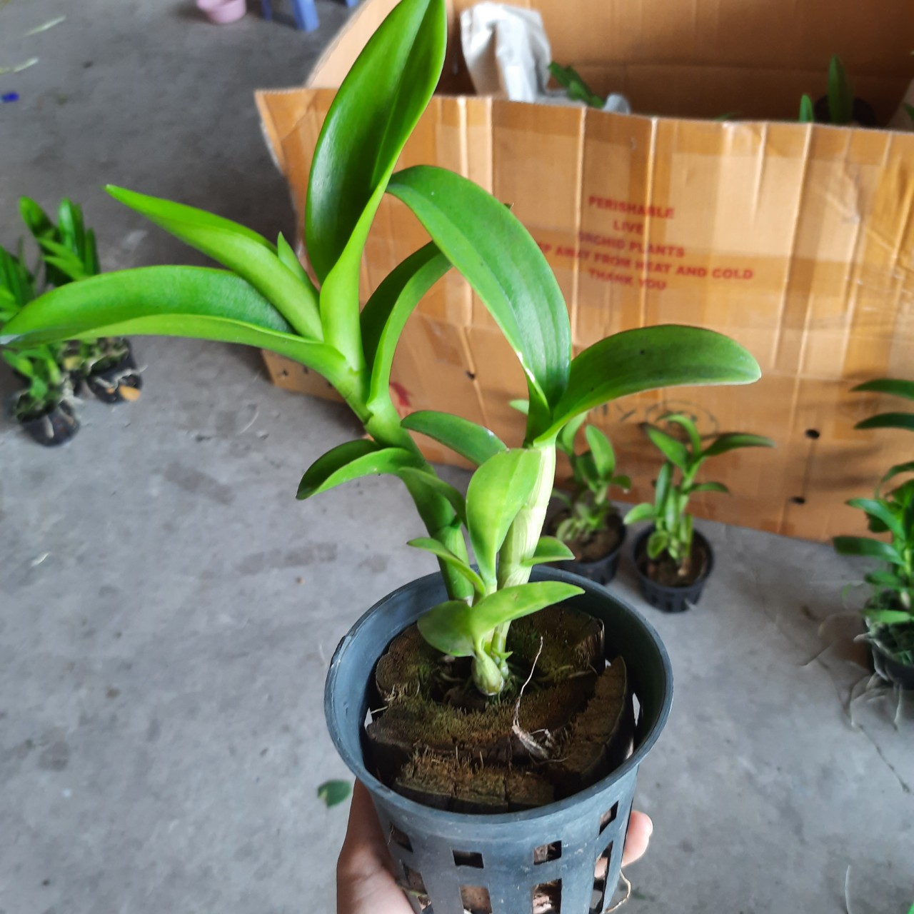 HOA LAN DENRO DEN LAI CAT MẮT PHỤNG 5%