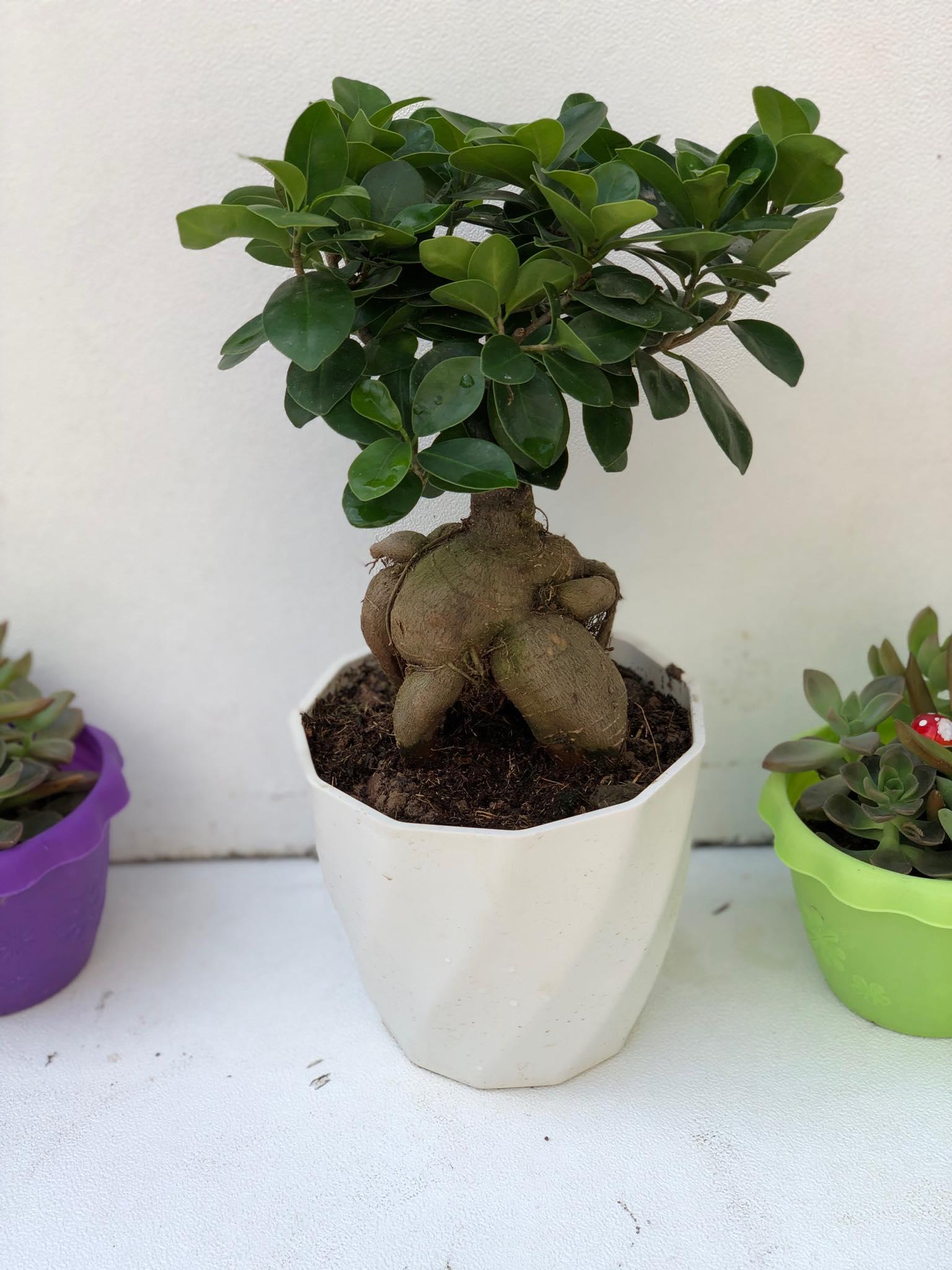 Cây bon sai si nhật 1