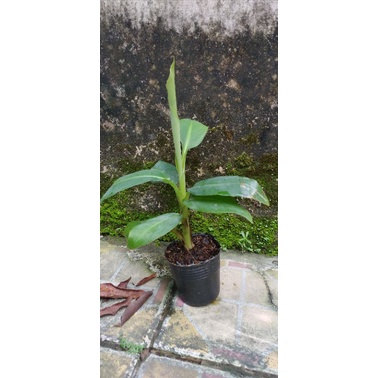 Cây giống chuối già Laba(thuần xứ nóng)