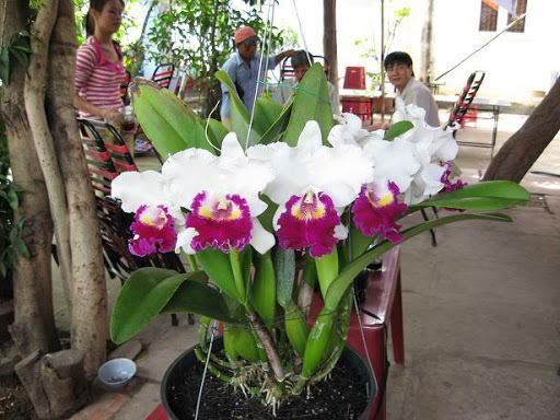 HOA LAN CATTLEYA SIÊU KHOE COMBO 10 CÂY TUYỂN CHỌN