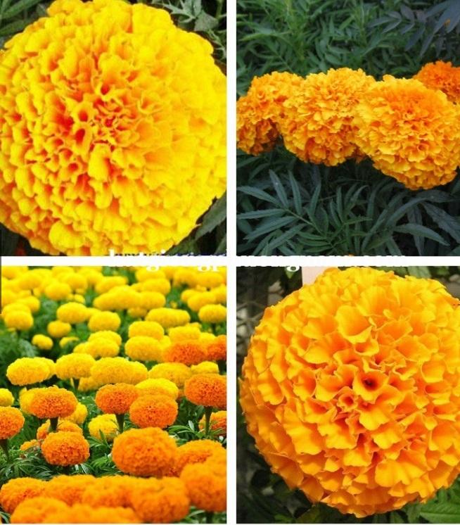 50 Hạt giống hoa cúc Vạn thọ