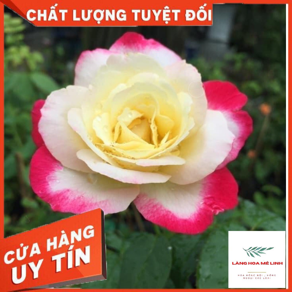 Hoa hồng ngoại Double Delight rose Tuyệt đẹp -Mùi hương thơm Sả Đậm