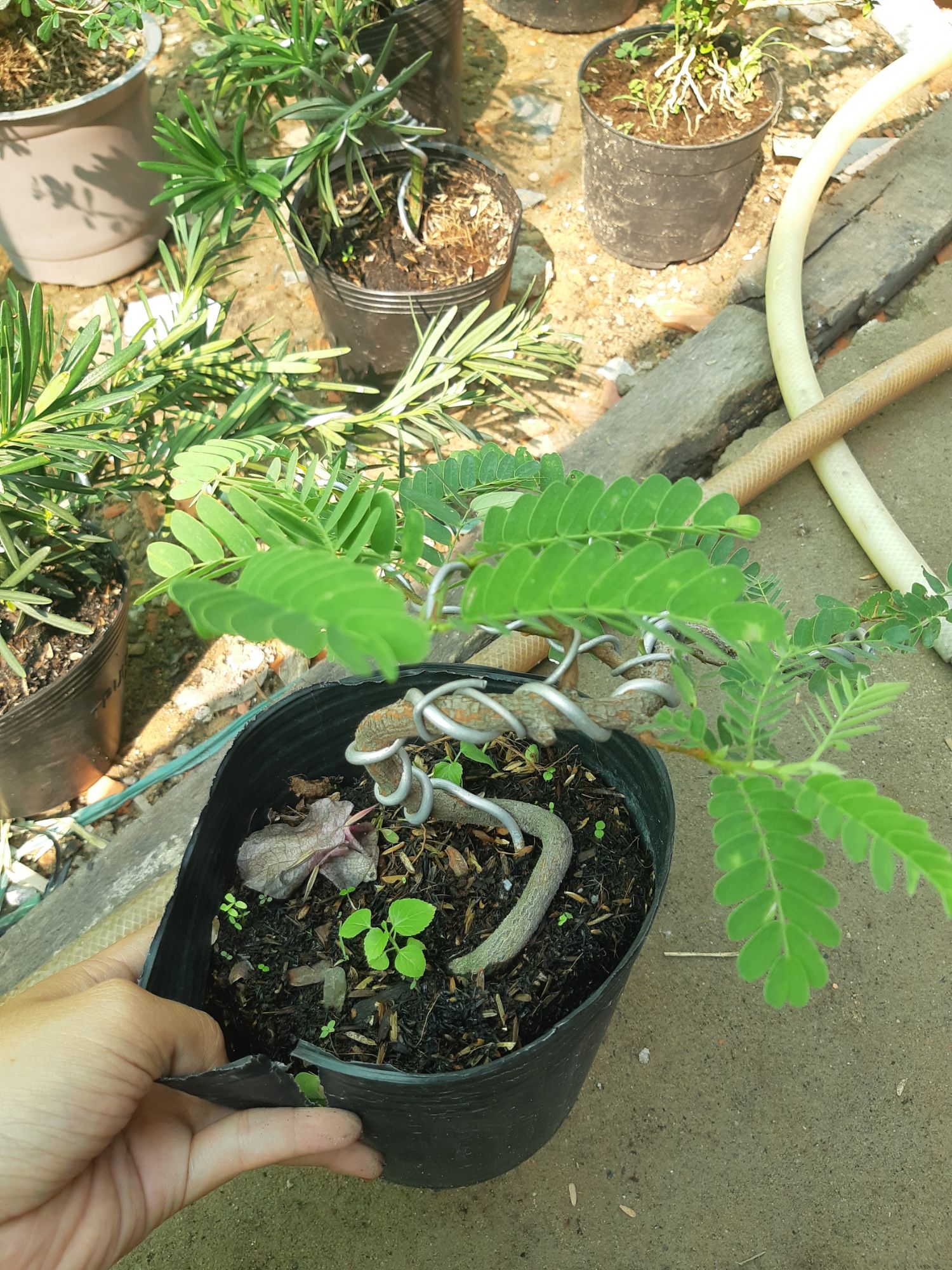 cây me bonsai mini