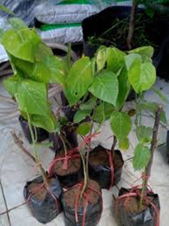 CÂY GIỐNG CHANH LEO VÀNG