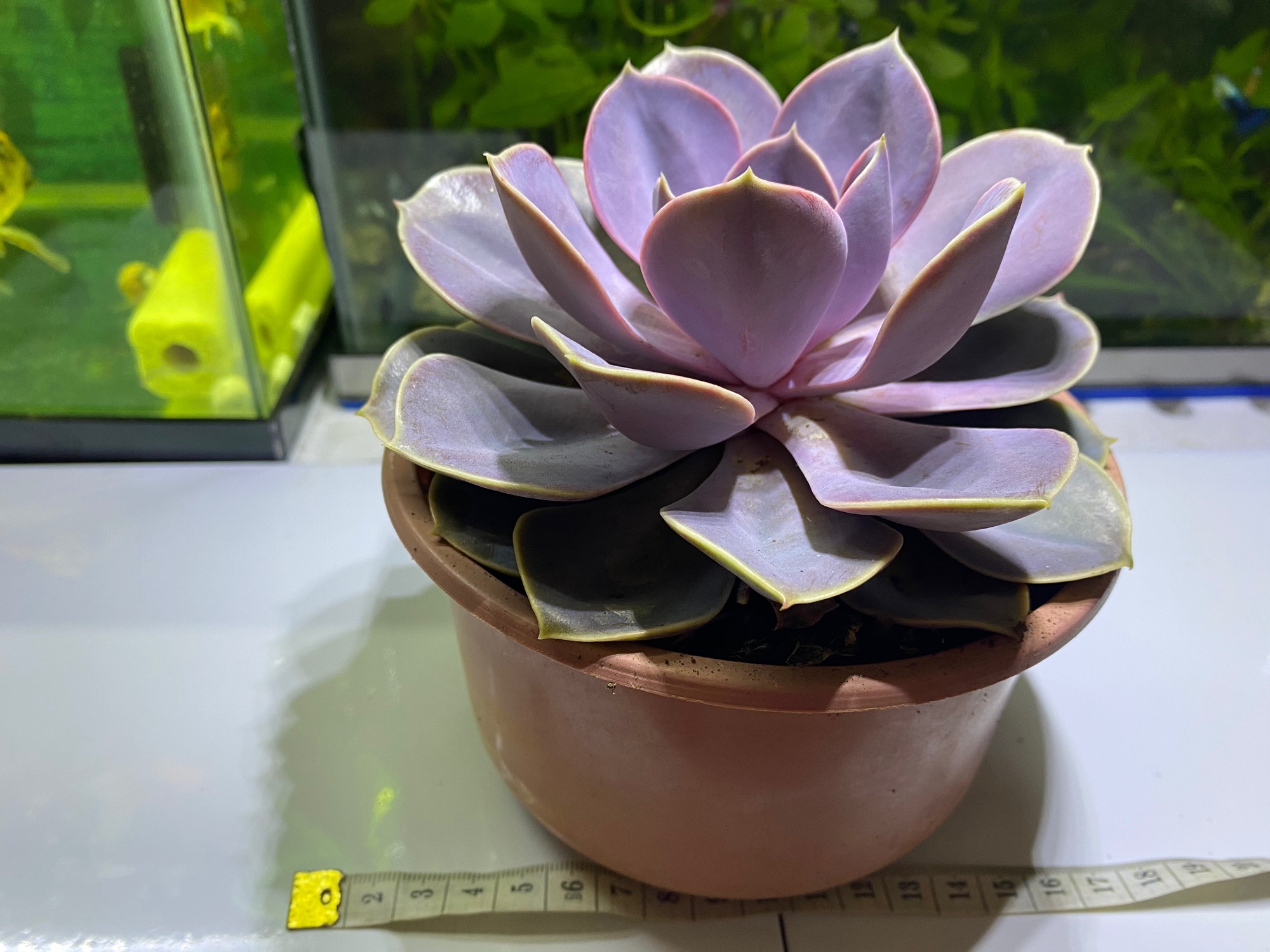 SEN ĐÁ HỒNG DÂU SIZE LỚN