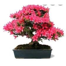 Hoa đỗ quyên nhật tặng 2 cây chè xanh