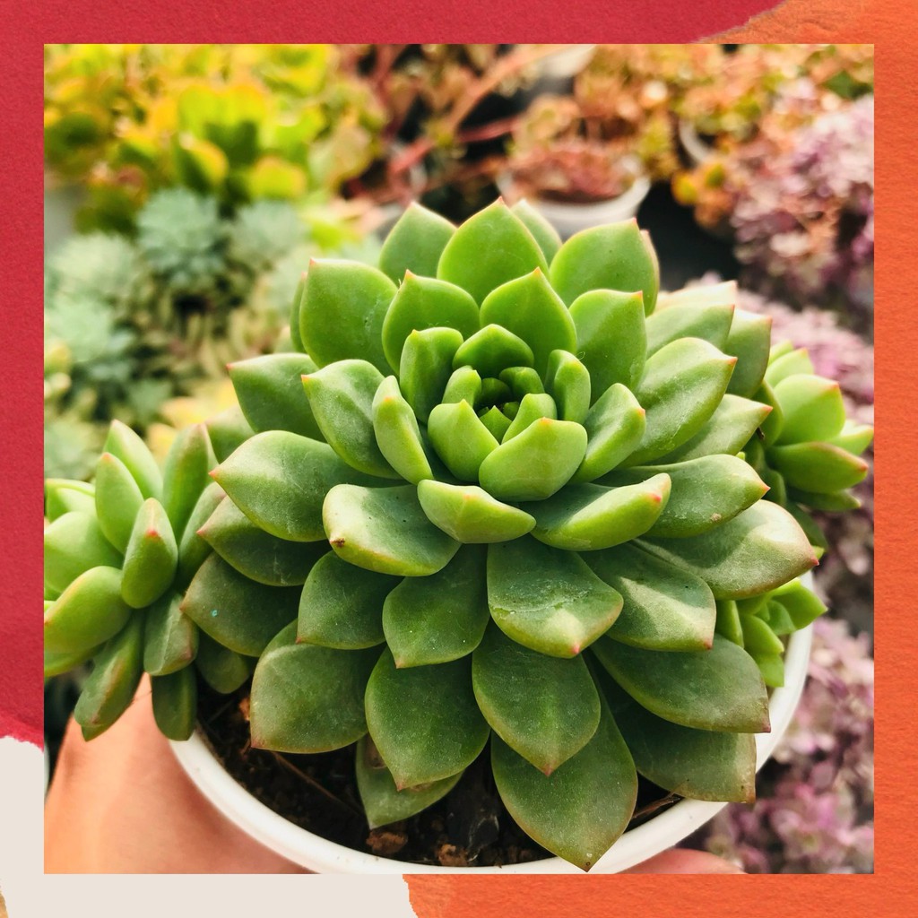 SEN ĐÁ MẶT TRỜI SIZE TRUNG BÌNH LỖI 1 ĐỔI 1 SIÊU CUTE