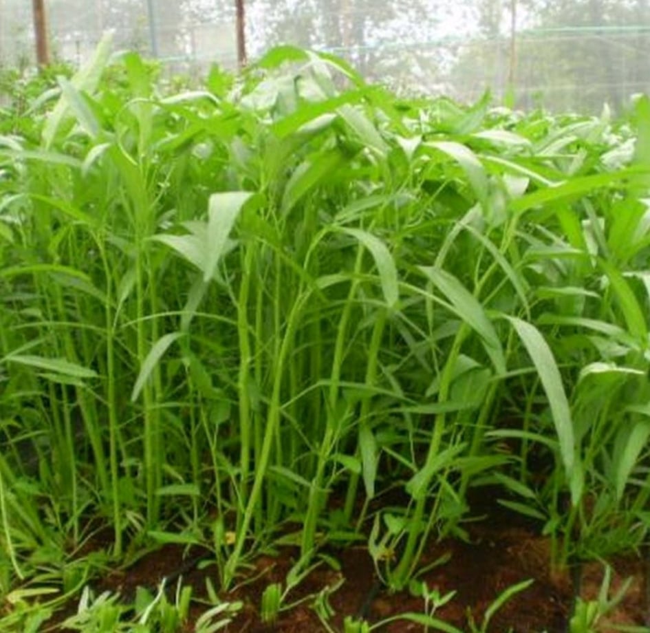 Hạt giống rau muống lá tre gói 50g
