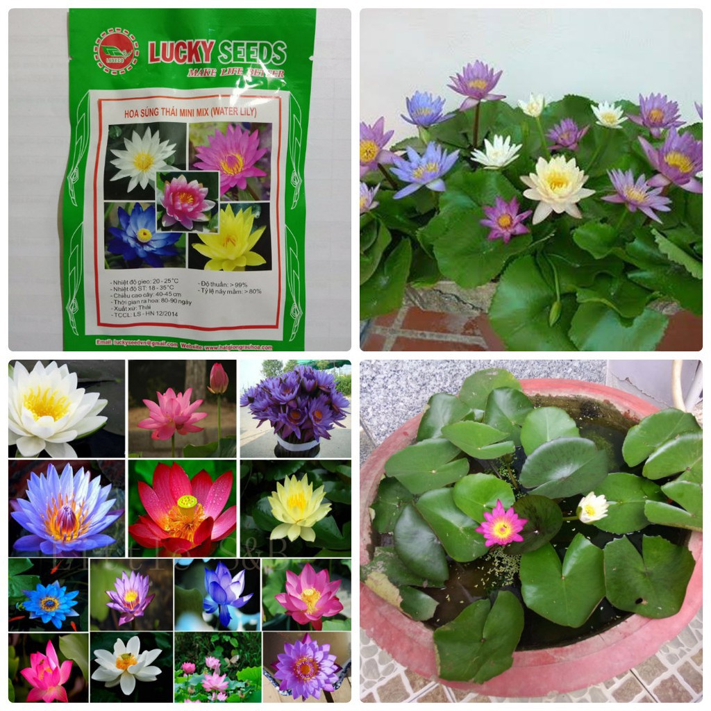 HẠT GIỐNG HOA SÚNG MINI GÓI 5 HẠT