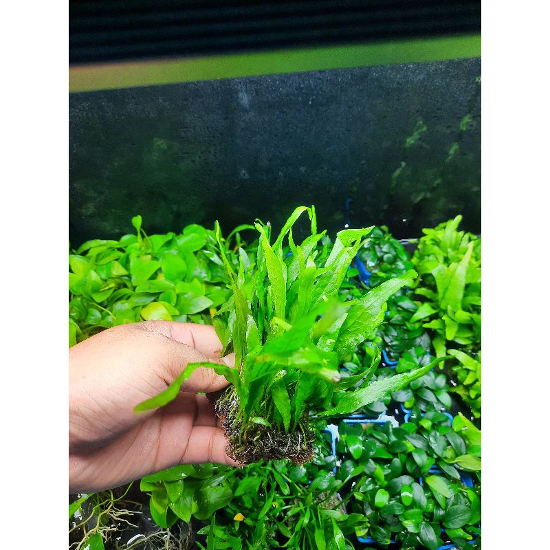 [Mã PET20K giảm 20K đơn 250K] Dương xỉ lá hẹp - dương xỉ miếng - cây thủy sinh dễ trồng , dán đá lũa