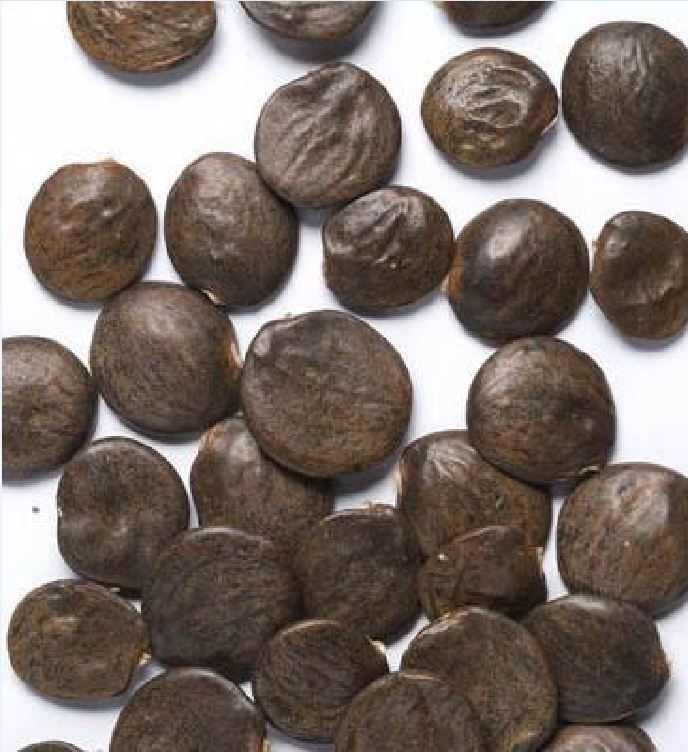 Hạt giống hoa tử đằng mix màu ( gói 5 hạt)