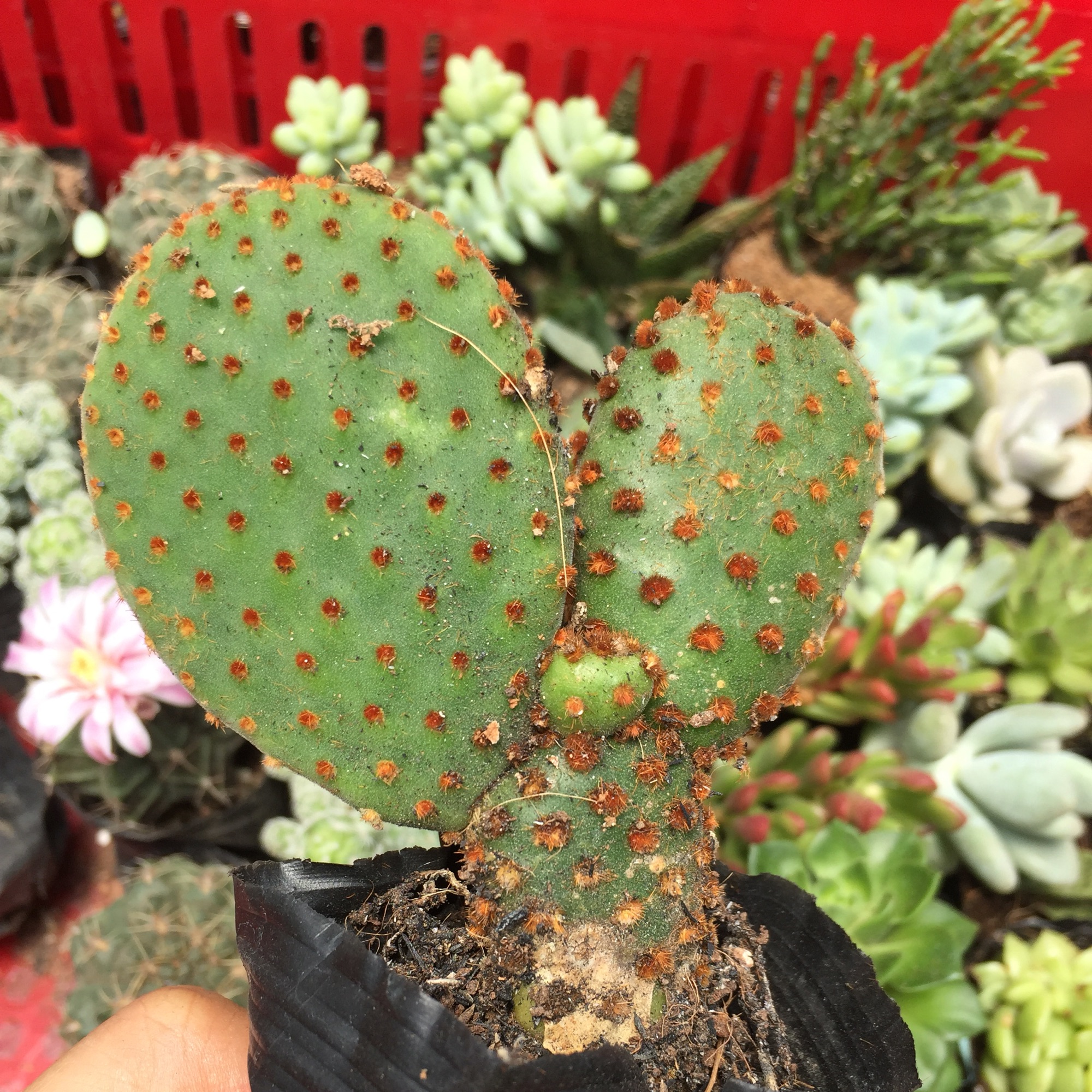 Xương Rồng Tai Thỏ