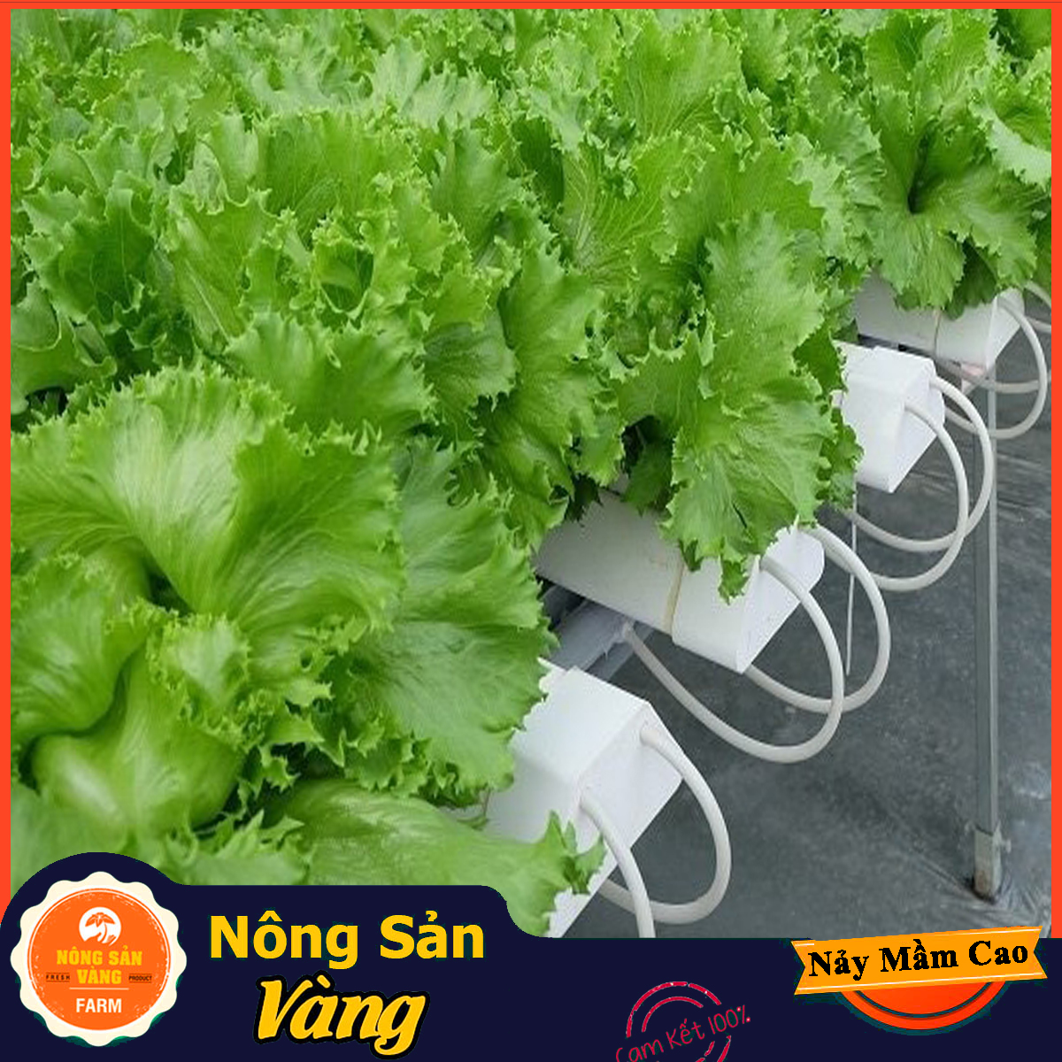 Hạt giống Xà Lách Mỹ Minetto, Chịu Nhiệt Năng Suất Cao (Gói 2 Gram) - Nông Sản Vàng