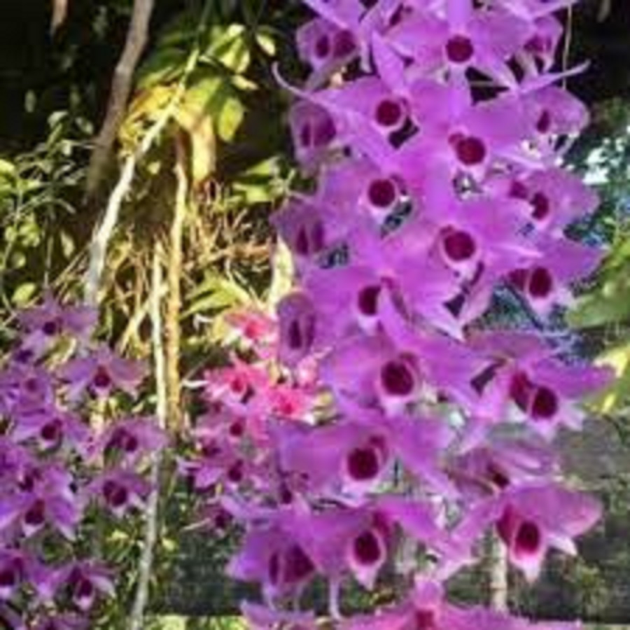 Hoa Lan Trầm Tím lai Giả Hạc