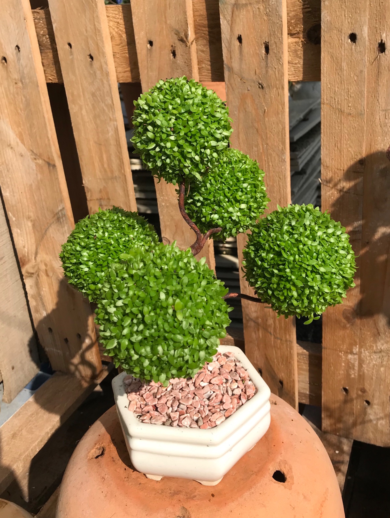 Chậu cây May Mắn 5 quả cầu