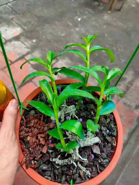 phong lan phi điệp ( ám mắt trâu phú thọ)