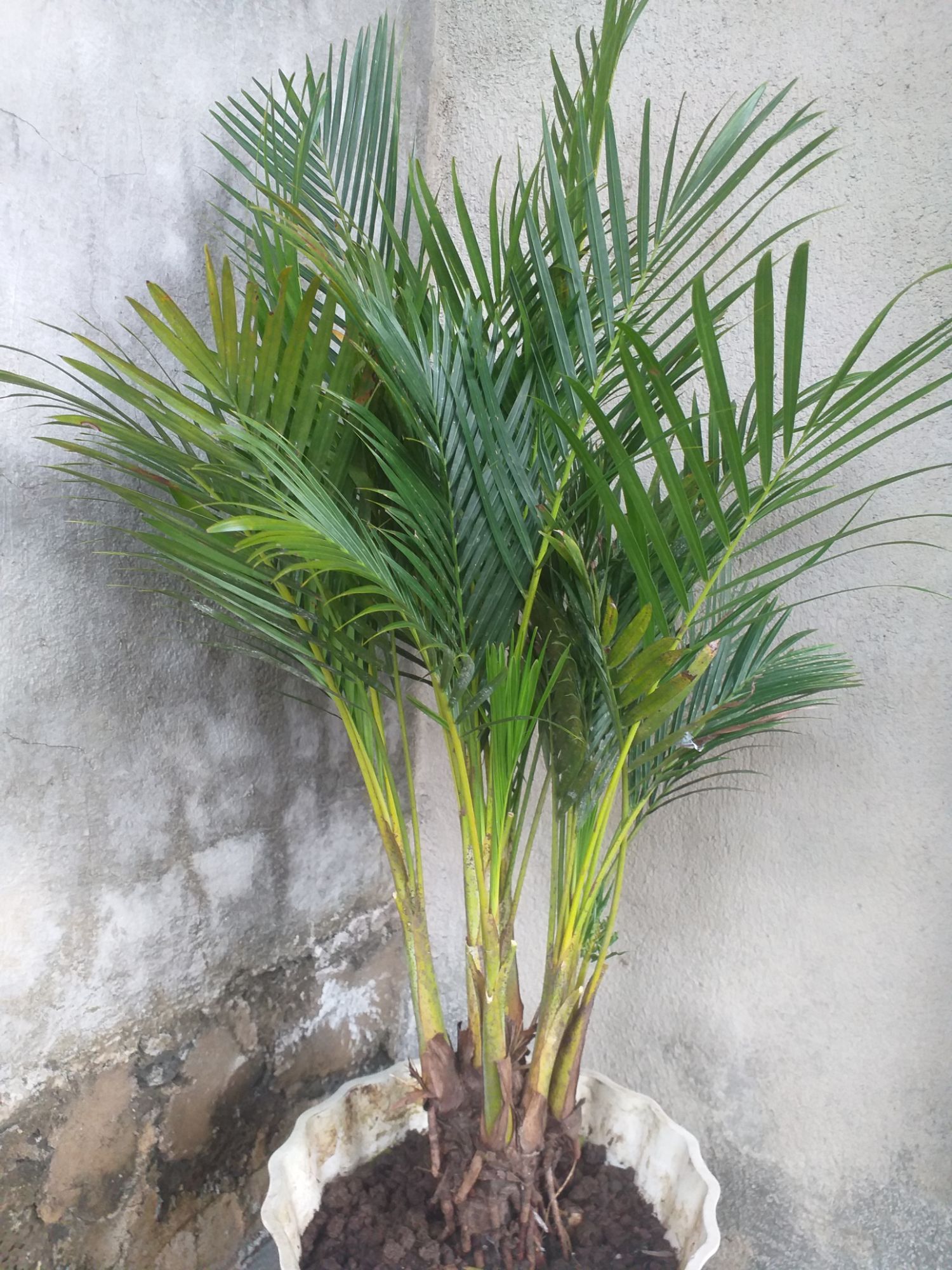 cây dừa kiểng size lớn