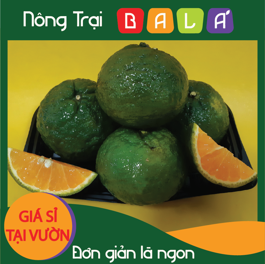 HCM - Cam sành nguyên trái (1kg) - [Giao nhanh TPHCM]