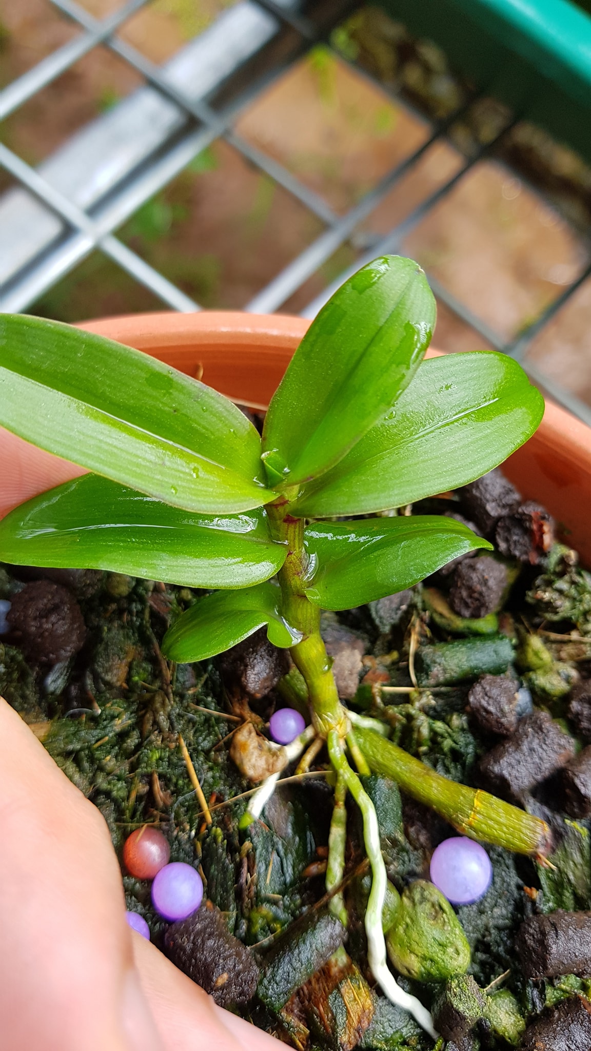 Hoa phong lan - Mít phân nhánh Chùa Hương( cao 15cm,cắt cây mẹ)