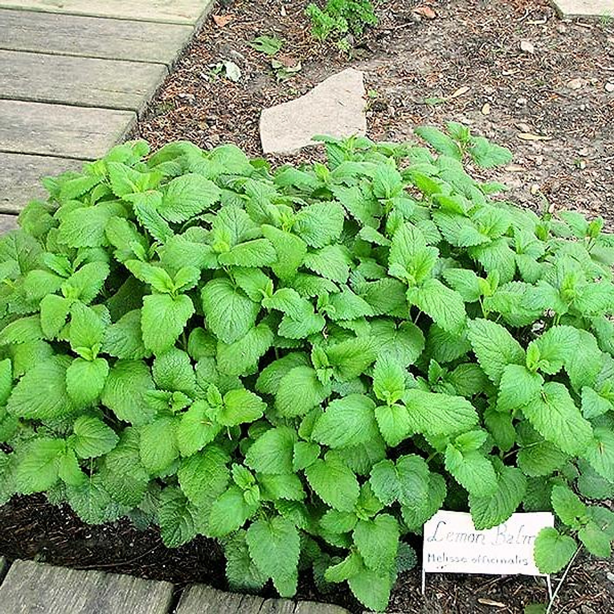 Hạt giống Bạc hà chanh (rau bạc hà Lemon Balm)