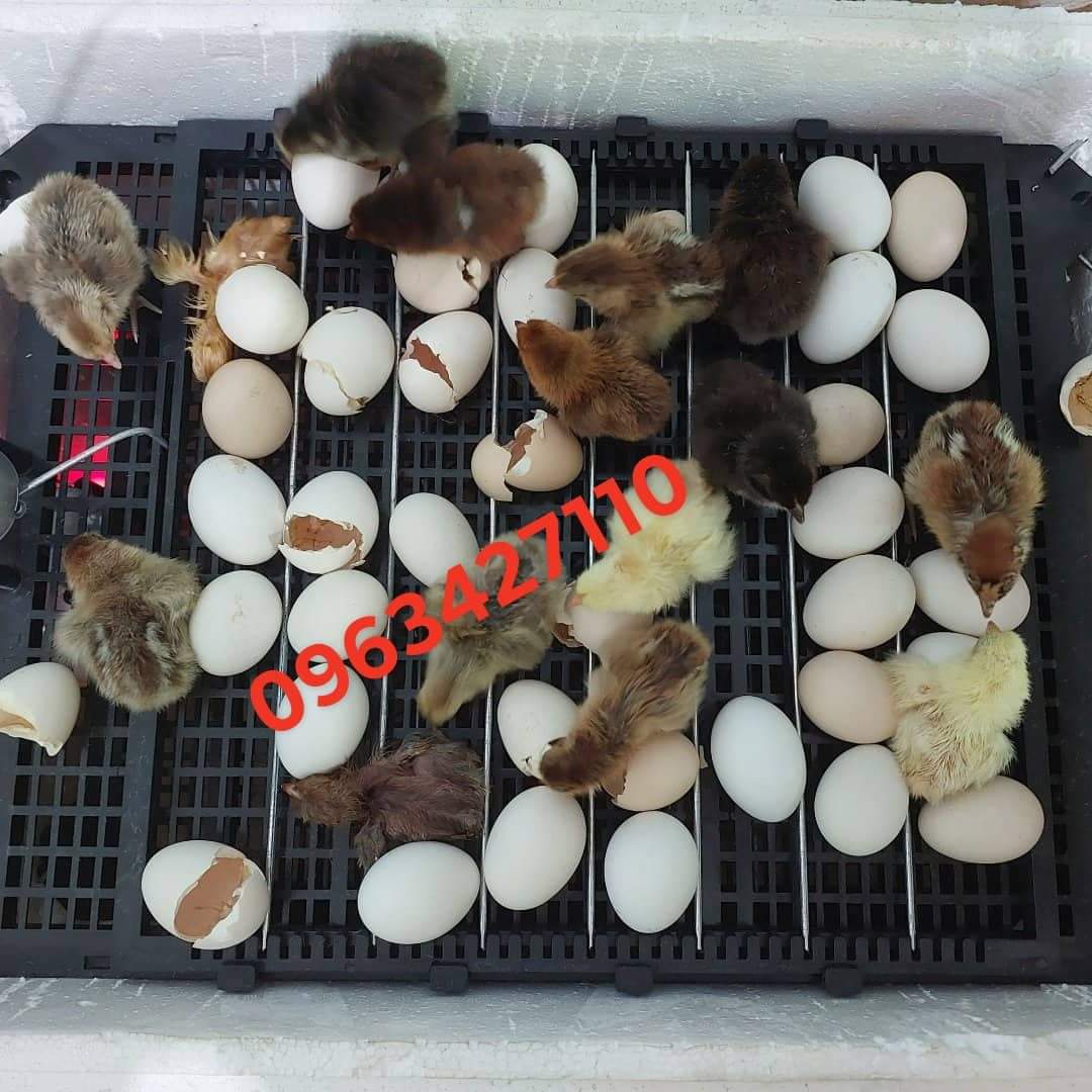 khay đảo trứng cút 120 trứng