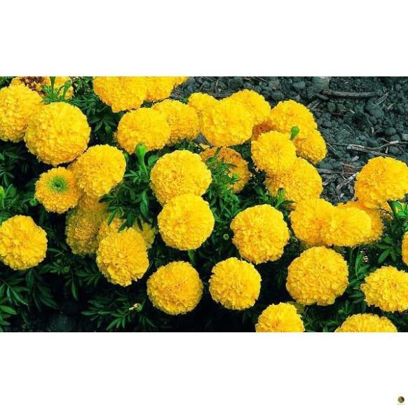 Phân vi sinh vật Trichoderma Điền Trang - 1kg