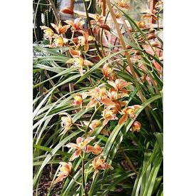 lan kiếm hồng hoàng tây bắc, hoa đẹp, thơm dể sống, dễ thuần