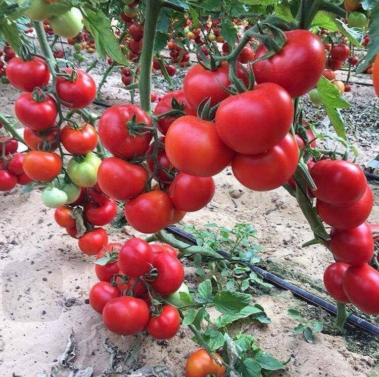 Hạt giống cà chua bi dây cherry đỏ - gói 30 hạt