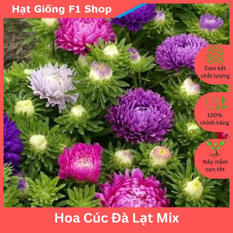 Hạt Giống Hoa Cúc Đà Lạt Nhiều Màu Mix (053.F1)
