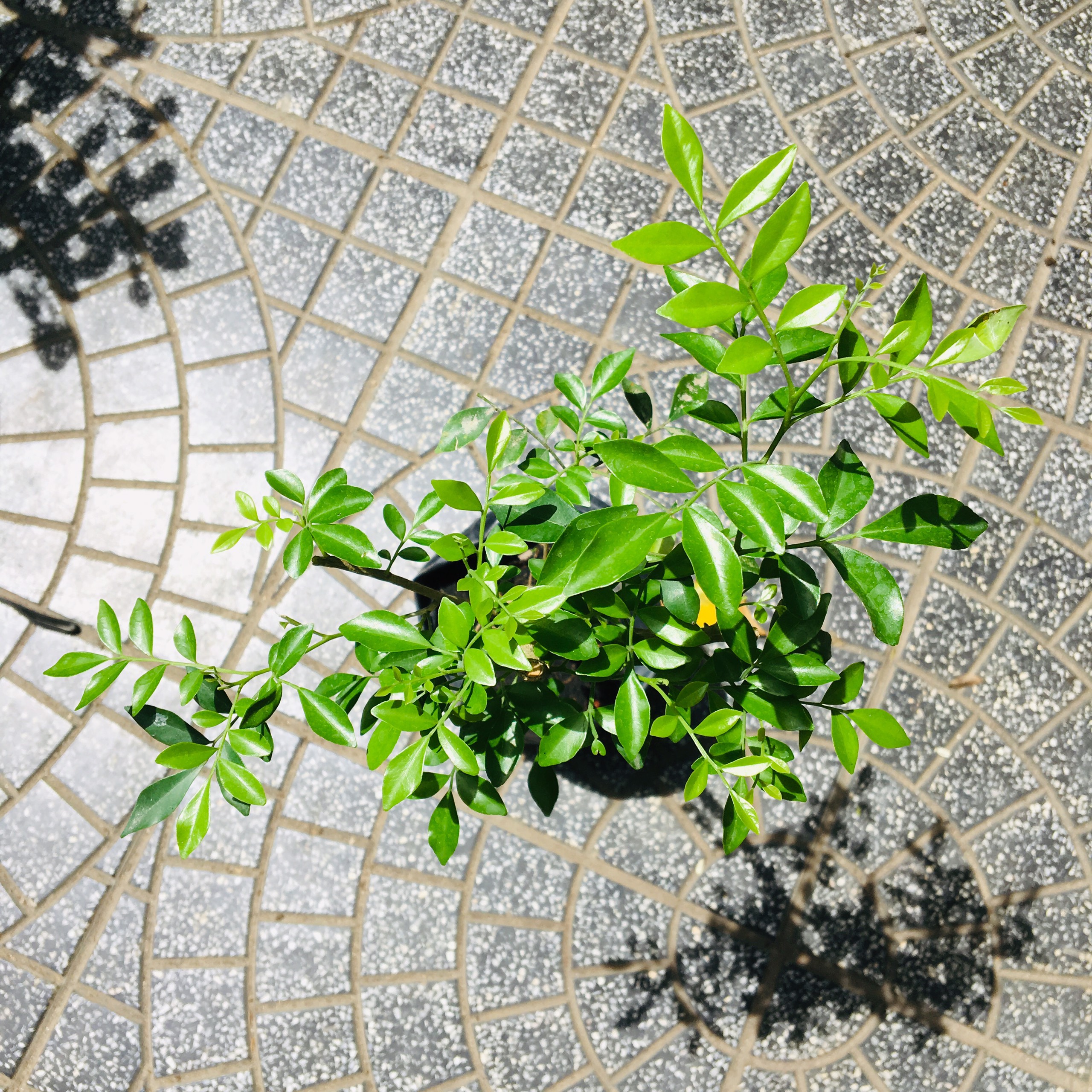 CÂY NGUYỆT QUẾ BONSAI MINI